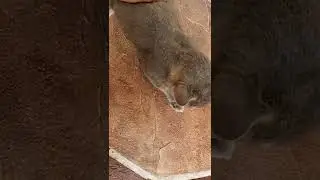 Feeding gourmet cat food to Grey Fox once again