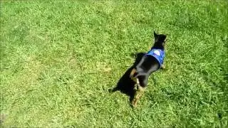 Angel a passear