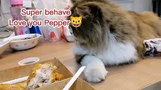 Chickenjoy Challenge #Pepper the Office cat#