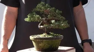 Bonsai junípero shohin - Diseño completo