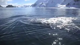 Penguin sounds and humpback whale close up