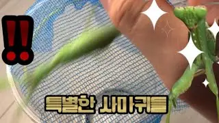 특이한 발색의 사마귀들!