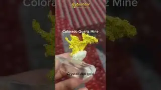 Crystallized Gold from Colorado Quartz Mine #shortsvideo #shorts
