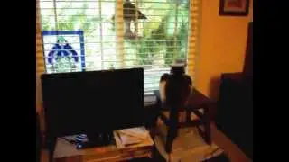 Tick Tock cat  (polka)