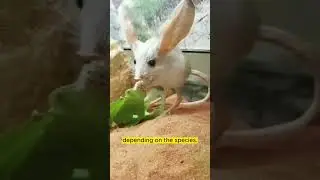 Desert Daredevils: The #Jerboa