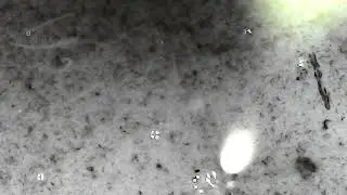 Aggregated Colloidal Silver of Nano Particles after several days.