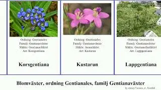 Blomv&auml;xter, ordning Gentianales, familj Gentianav&auml;xter grande angiosperms spicata fragrans Fagraea