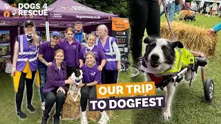 Our trip to DogFest 🐶 | Dogs 4 Rescue