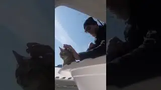 Rescuing a street cat