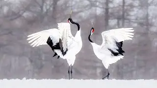 The romance of red-crowned cranes