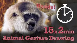 Animal Drawing References #277 - 15x2min poses - Gibbon Heads