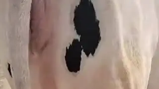 Female Big Boobs Sucking Baby20||Horse matings||Boobs Sucking||Big tits
