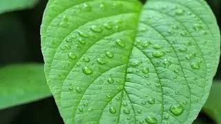 Water Droplets On Plants
