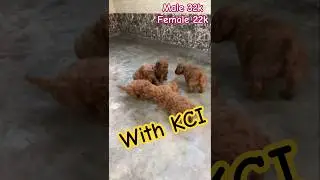 Toy Poodle Puppy #dogbreed #abhaypetlover #pets #shorts