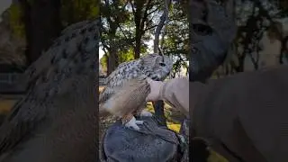 最大種フクロウの鳴き声🦉ﾆｬﾝ