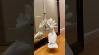 Mr. Parrot Says He&rsquo;s The Boss&hellip; Then Sees the Mirror 😭🦜 #MrParrot #TalkingParrot #Kakadu #FunnyParrot