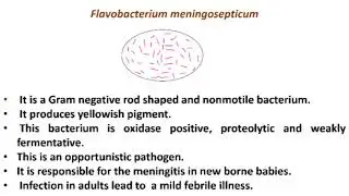 Flavobacterium meningosepticum
