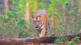 Big Cat Sightings - Tiger & Leopard: Kanha National Park Safari Vlog