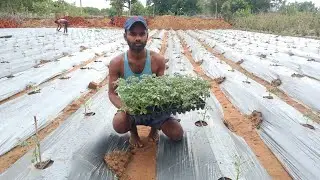 नए किसान यह गलती ना करे ग्राफ्टेड टमाटर की रोपाई की सही तरीका जो देगी आपको उचित लाभ