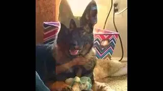 Karma's 1st year.  German Shepherd Dog DDR/Czech Working Lines