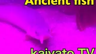 Ancient fish Bichir breeding ⑧古代魚ポリプ飼育 LED検証❗️