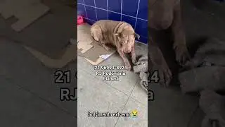 ၞ࣭࣭࣭࣭࣭࣭❤️ၞ  ࿆⃞ٜ🐶#rj #atualizacao #resgatado #marciaalburquerque #piabeta