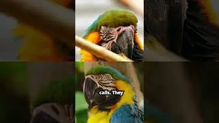 PART 6 - Macaw: Amazon&rsquo;s Colorful Communicator | Macaw Magic | Colorful Bird | Amazon |Intelligence