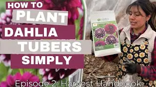 How to Plant Dahlias: Easy/ Basic Guide