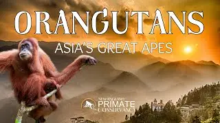 Orangutans&mdash;Asia's 