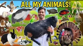 My All Animals In One Vlog 😍 | Farm Tour 🦜🐠🐢🐣🦆🐇🐰🦃🐓🐥