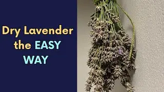 The Best Way to Dry Lavender And How to Use It Afterward