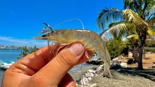 PESCA de PARGOS en la ORILLA con CAMARÓN VIVO.
