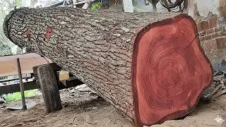 🌲 AMAZING SUPER LARGE LOAD.!! Splitting Giant Mahogany 🌲