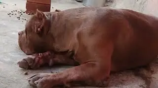 Pitbull American Dog #lekthebestkennel