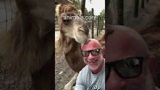 animals core🤣Opera of animals😅 #living_life #animals #viralvideo #funny #funnyshorts #shorts