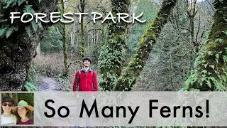 Hiking the Moss-Covered Maple and Wildwood Loop Trail in Forest Park  -Portland, Oregon (4K)