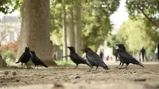 In Paris, the difficult cohabitation with crows | AFP