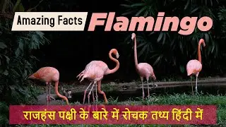 Amazing Facts About Flamingos || राजहंस पक्षी के बारे में रोचक तथ्य
