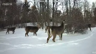 Frisky Deer, 1 of 2
