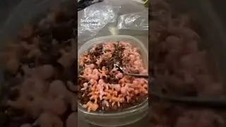 Lobster Soup #fake #funny #funnyimages #funnymemes #fyp #funnyshorts