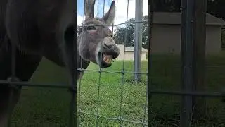 Peanut the donkey BIG SMILE!!!