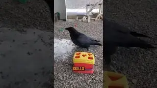 Crows are so smart!!!🤓#crows #smart #funnybirds #shorts #cleverbird #animals