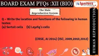 Write the location and functions of the following in human testes:(a)Sertoli cells (b)Leydig&rsquo;s cells