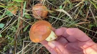 Slippery Jill Suillus granulatus forage