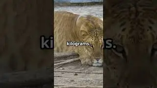 &ldquo;Liger &ndash; The Lion-Tiger Hybrid! 😱🦁🐅#liger #facts
