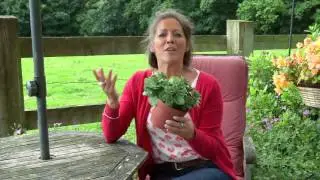 How to Stop Neighbourhood Cats Using Your Flowerbed | Love The Garden UK