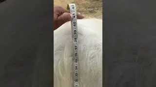 Hansa 40+Goat #goatface #animal #animal #Jamunapari #goatlovers #hansa  #goatbreeds #goatfarmer