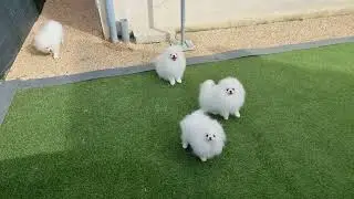SHOWNOW - 4 jolis petits spitz nains pom&eacute;raniens de 5 mois