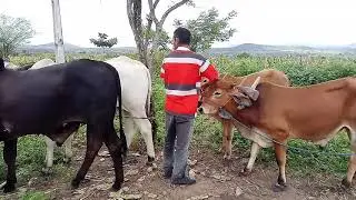amansando bezerro