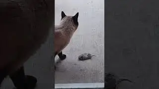 my Grey cat and his prey#99shorts